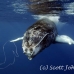 whale_humpback_h_00342_dom3752.jpg